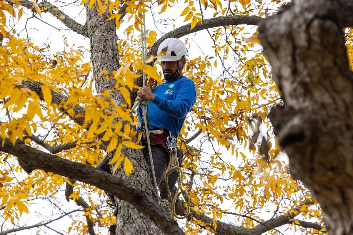 Skilled Tree Transplanting crew working in Hayden