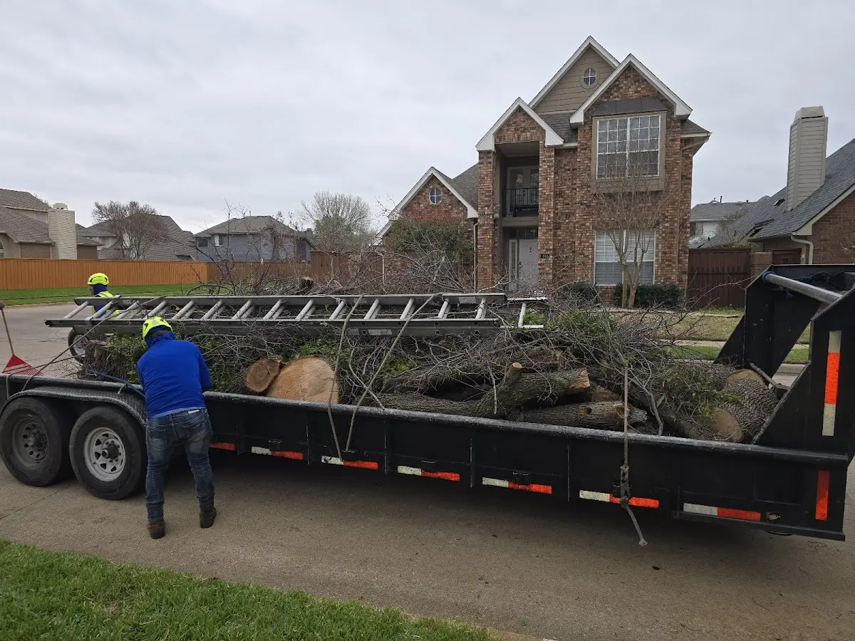 Expert Tree Pest Control with proper safety equipment in Hayden